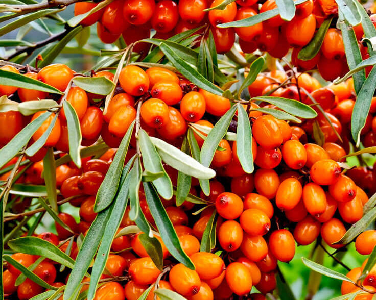 The Power of Sea Buckthorn: A Superfood for Your Skin