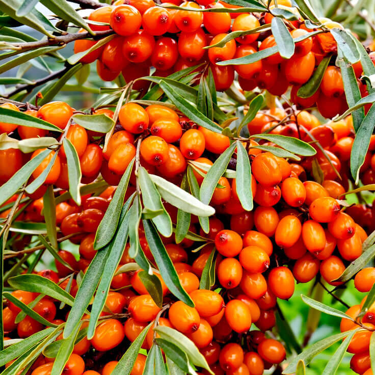 The Power of Sea Buckthorn: A Superfood for Your Skin