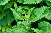 Nettle soap